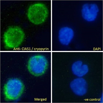 NLRP3 Antibody