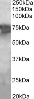 CBX1 Antibody