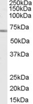 APBA1 Antibody