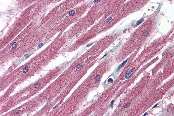 AIFM2 Antibody