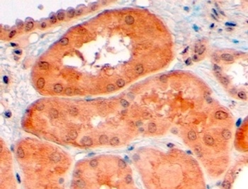 AIFM2 Antibody