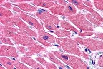 STRADB Antibody