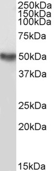 TRAF2 Antibody