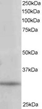 PITPN Antibody