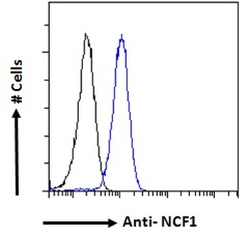 NCF1 Antibody