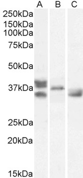 MAPK3 Antibody