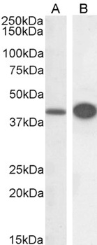 DAP3 Antibody