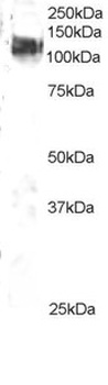 CBL Antibody