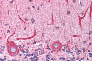 BCAP31 Antibody