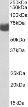 CAPRIN1 Antibody