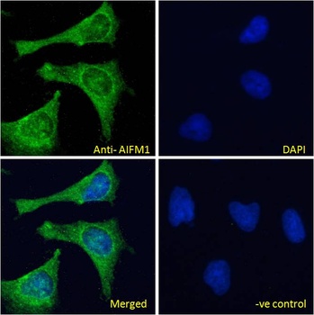 CX3CR1 Antibody