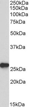 CD38 Antibody