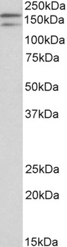 KIT/CD117 Antibody