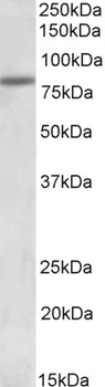 GLP-1-R Antibody