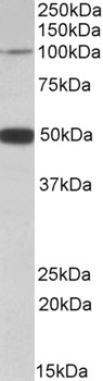 CYP26A1 Antibody