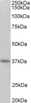 SNCA Antibody