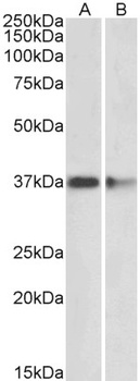 SNCA Antibody