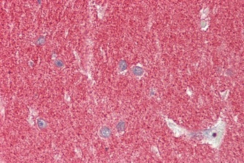 SNCA Antibody