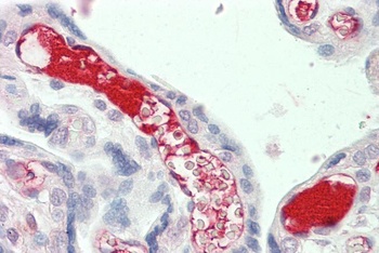 TUBB3 Antibody