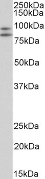 PCNA Antibody