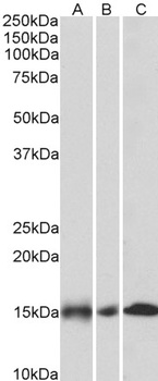 PCNA Antibody