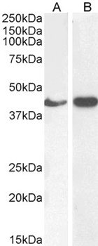 ACTA2 Antibody