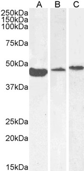 ACTA2 Antibody