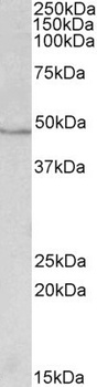 CYP24A1 Antibody