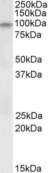PLA2G4A Antibody