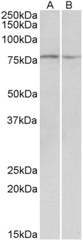 PLA2G4A Antibody