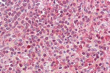 CDH11 Antibody