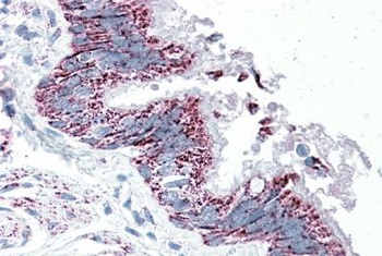 SPG20 Antibody