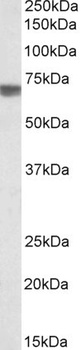 SPG20 Antibody