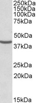 SLC2A5 Antibody