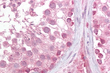 PSMG1 Antibody