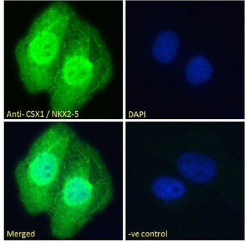 NKX2-5 Antibody