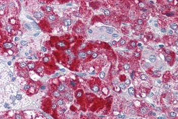 NKX2-5 Antibody