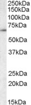 NKX2-5 Antibody