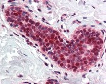 PCNA Antibody