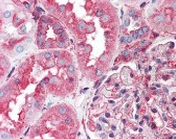 HSP90AA1 Antibody
