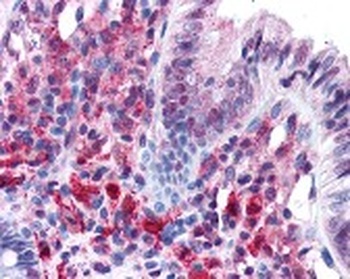 PACRG Antibody