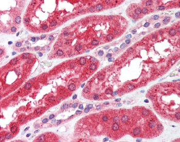 FGFR4 Antibody