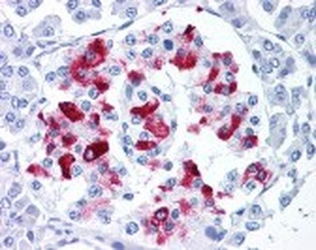 IAPP Antibody