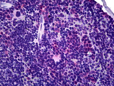 Cd3d/Cd3g Antibody