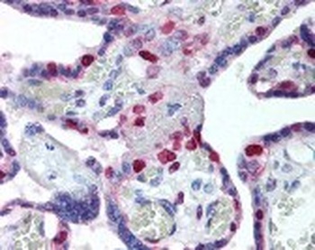 PCNA Antibody