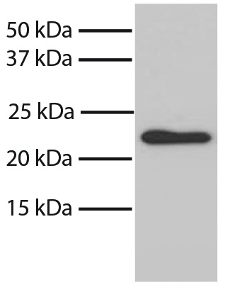 BAX Antibody