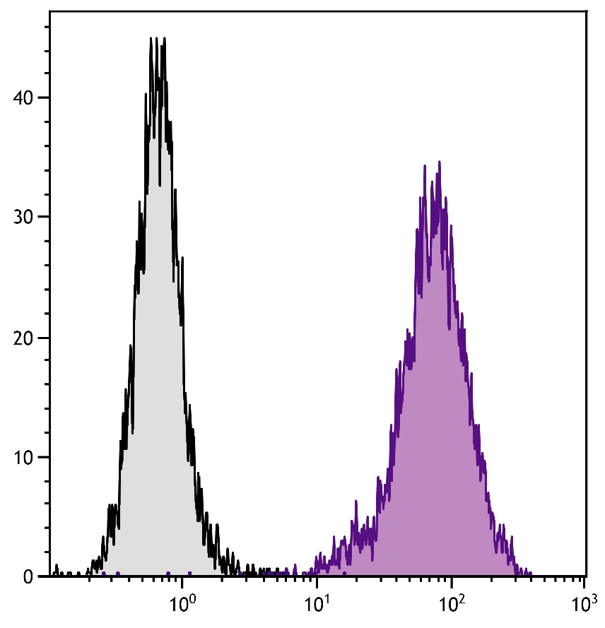 Lamp2 Antibody (APC)