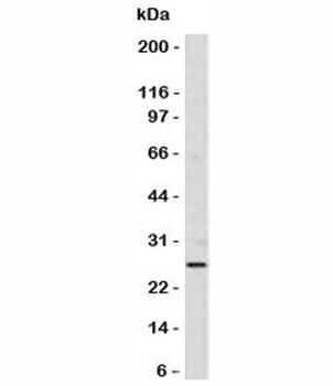 BCL2 Antibody