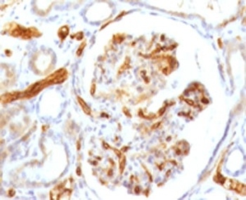 ADIPOQ Antibody