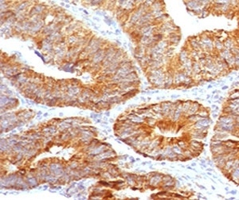 TNFSF15 Antibody